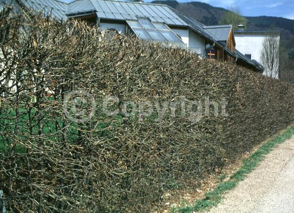 White blooms; Deciduous; Broadleaf