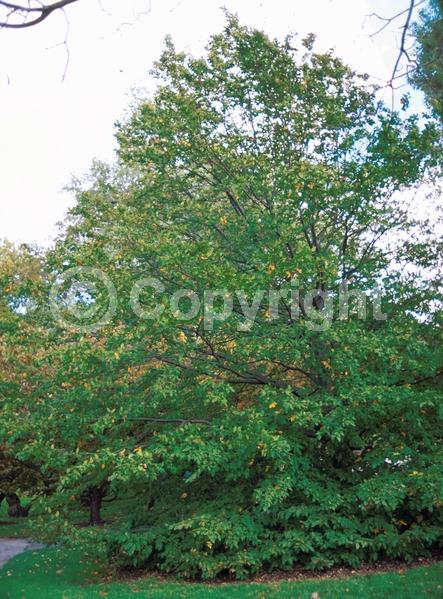 White blooms; Deciduous; Broadleaf