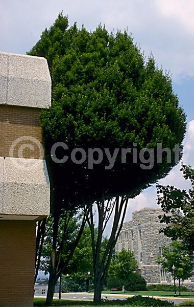 White blooms; Deciduous; Broadleaf