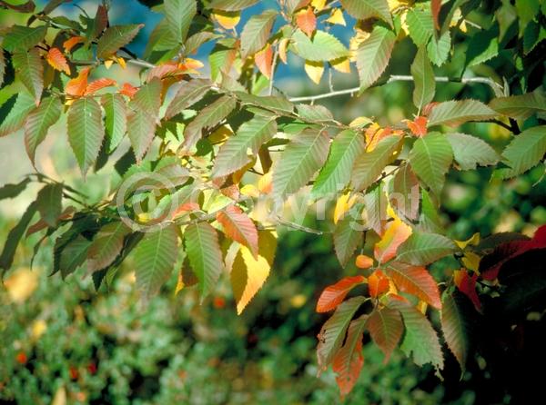 Orange blooms; Yellow blooms; Deciduous; Broadleaf; North American Native