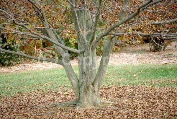 Orange blooms; Yellow blooms; Deciduous; Broadleaf; North American Native