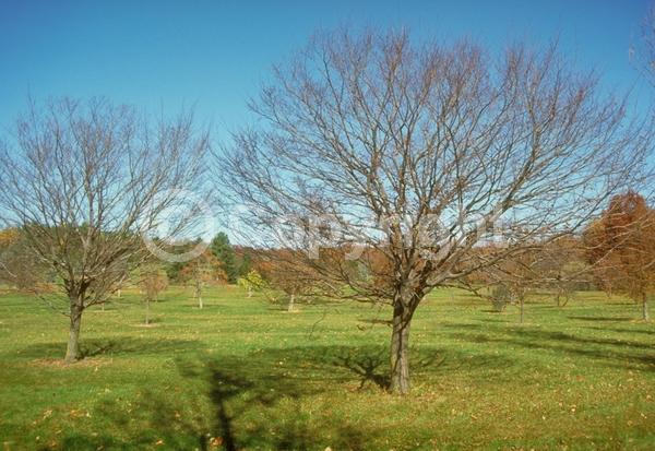 Orange blooms; Yellow blooms; Deciduous; Broadleaf; North American Native