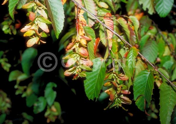 Orange blooms; Yellow blooms; Deciduous; Broadleaf; North American Native