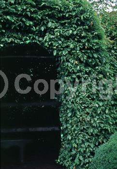 Orange blooms; Yellow blooms; Deciduous; Broadleaf; North American Native