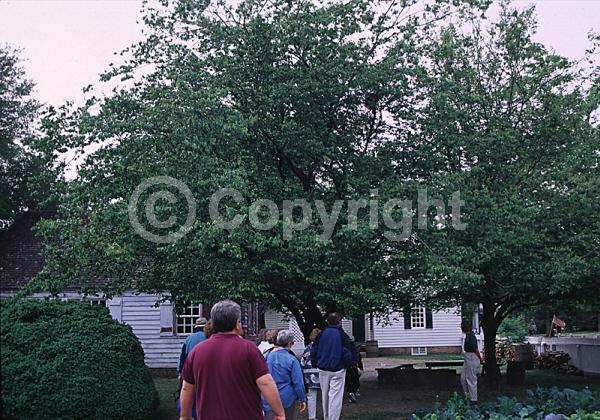 Orange blooms; Yellow blooms; Deciduous; Broadleaf; North American Native