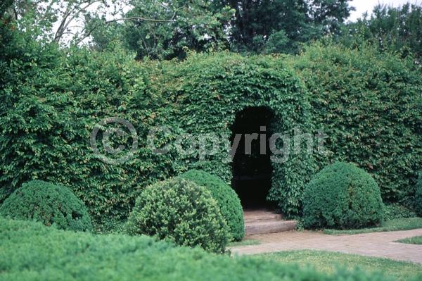 Orange blooms; Yellow blooms; Deciduous; Broadleaf; North American Native