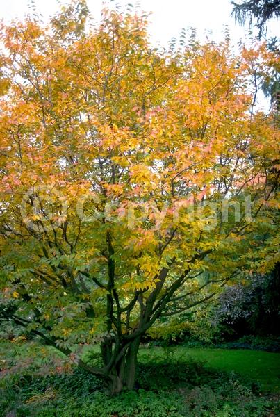 Orange blooms; Yellow blooms; Deciduous; Broadleaf; North American Native