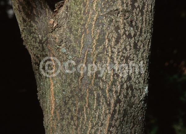 Yellow blooms; White blooms; Deciduous; Broadleaf