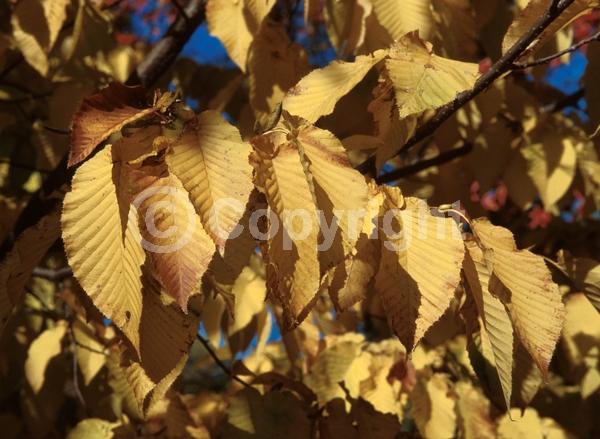 Yellow blooms; White blooms; Deciduous; Broadleaf
