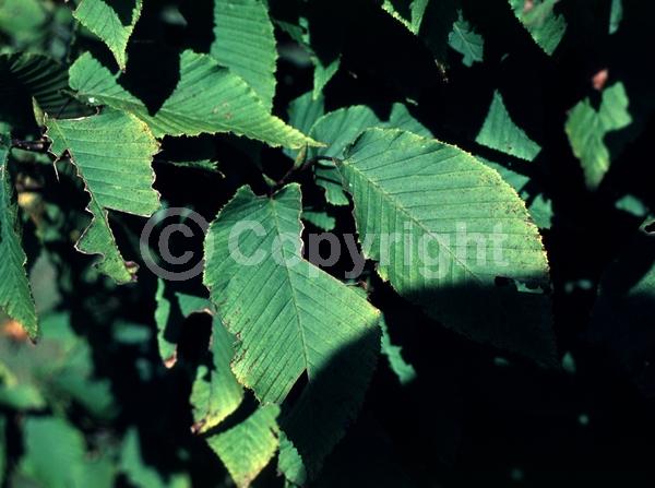 Yellow blooms; White blooms; Deciduous; Broadleaf