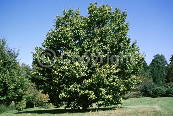 Yellow blooms; White blooms; Deciduous; Broadleaf