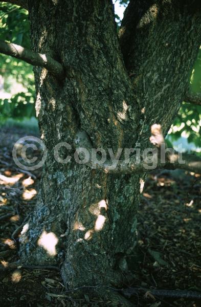 Yellow blooms; White blooms; Deciduous; Broadleaf