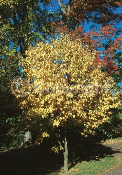 Yellow blooms; White blooms; Deciduous; Broadleaf