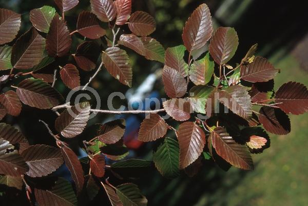 White blooms; Deciduous; Broadleaf