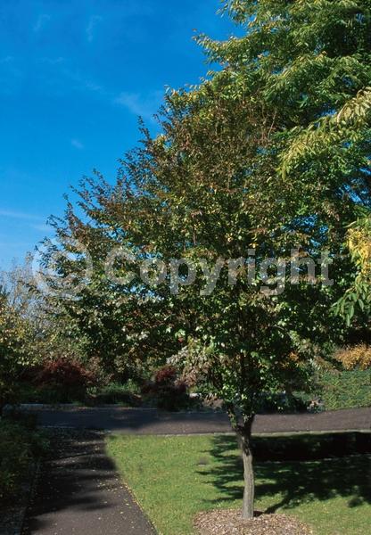 White blooms; Deciduous; Broadleaf