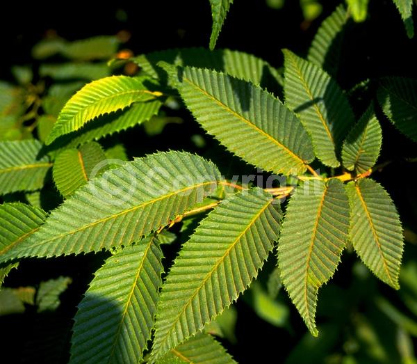 Yellow blooms; White blooms; Deciduous; Broadleaf