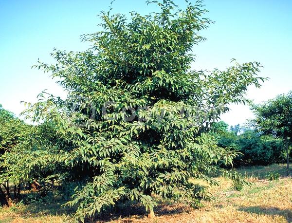 Yellow blooms; White blooms; Deciduous; Broadleaf