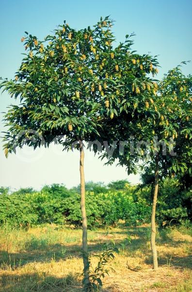 Yellow blooms; White blooms; Deciduous; Broadleaf