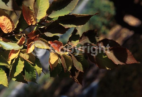 White blooms; Deciduous; Broadleaf