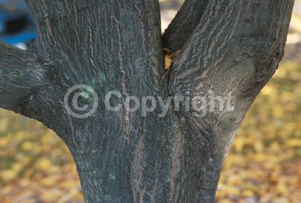 White blooms; Deciduous; Broadleaf