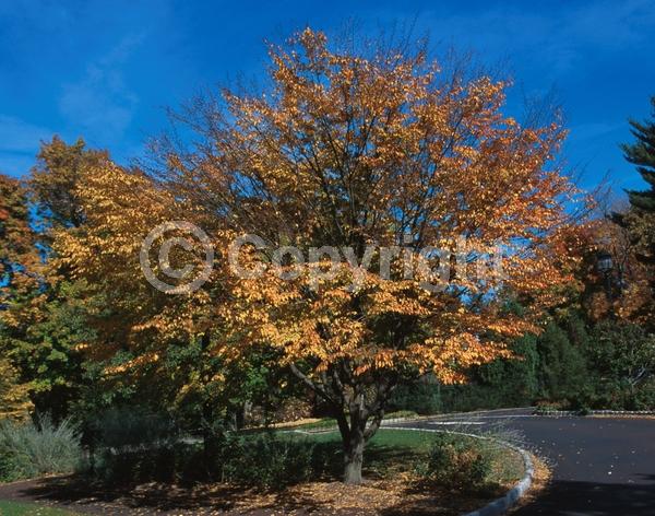 White blooms; Deciduous; Broadleaf