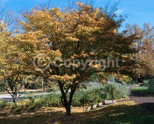 White blooms; Deciduous; Broadleaf