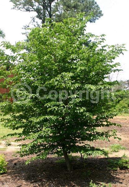 Yellow blooms; Green blooms; Deciduous; Broadleaf