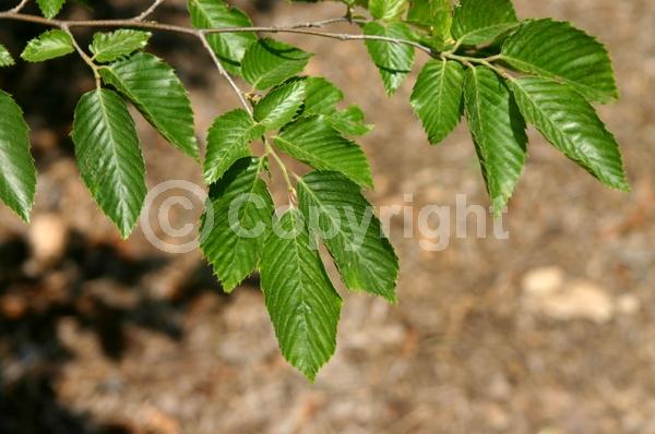 Yellow blooms; Green blooms; Deciduous; Broadleaf