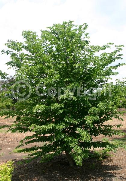Yellow blooms; Green blooms; Deciduous; Broadleaf