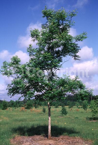 Yellow blooms; Deciduous; North American Native