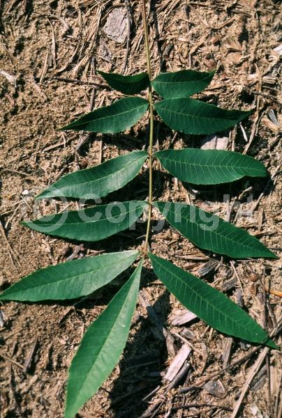 Yellow blooms; Deciduous; North American Native