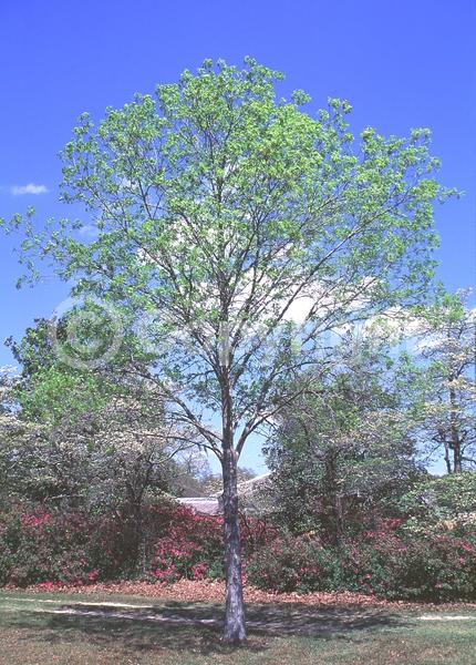 Green blooms; Deciduous; North American Native
