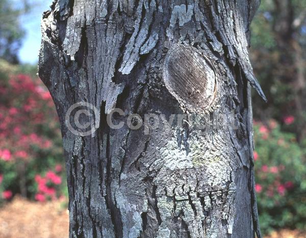 Green blooms; Deciduous; North American Native