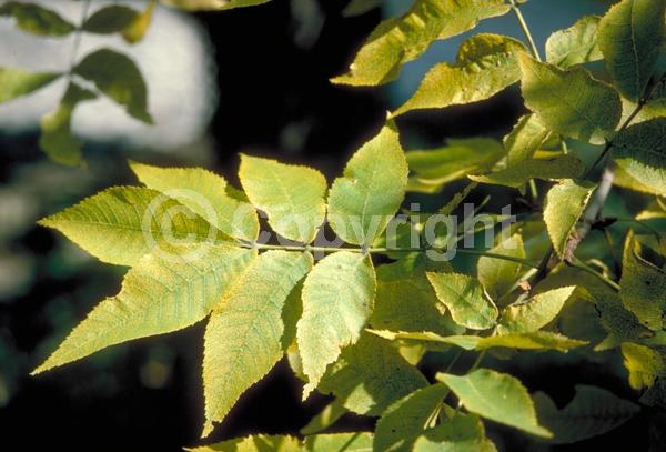 Yellow blooms; Deciduous; Broadleaf; North American Native