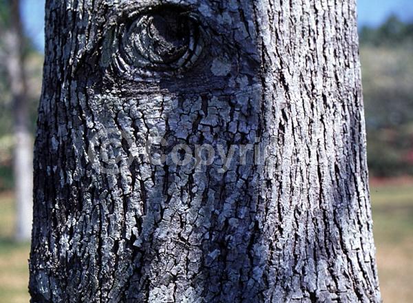 Yellow blooms; Deciduous; Broadleaf; North American Native