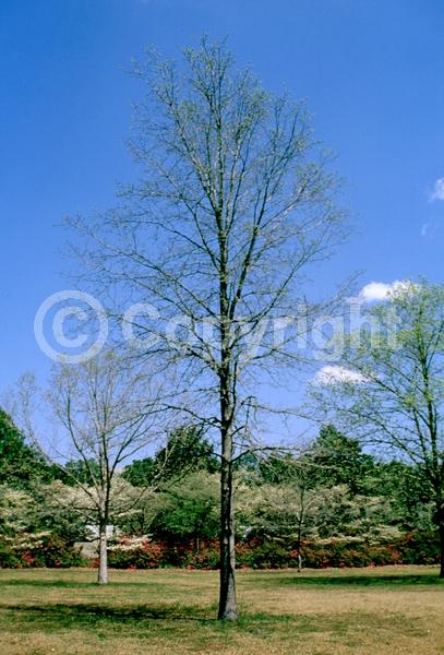 Yellow blooms; Deciduous; Broadleaf; North American Native
