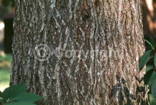 Yellow blooms; Deciduous; Broadleaf; North American Native