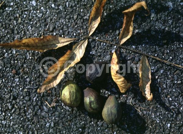 Yellow blooms; Deciduous; Broadleaf; North American Native