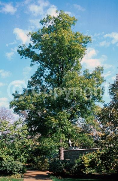 Yellow blooms; Deciduous; Broadleaf; North American Native