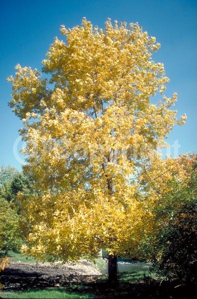 Yellow blooms; Deciduous; Broadleaf; North American Native
