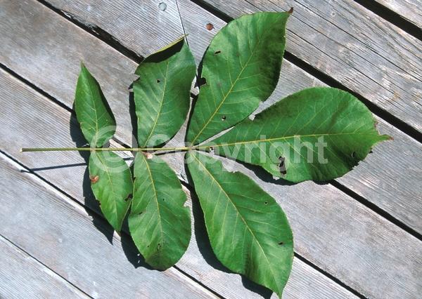 Yellow blooms; Deciduous; Broadleaf; North American Native