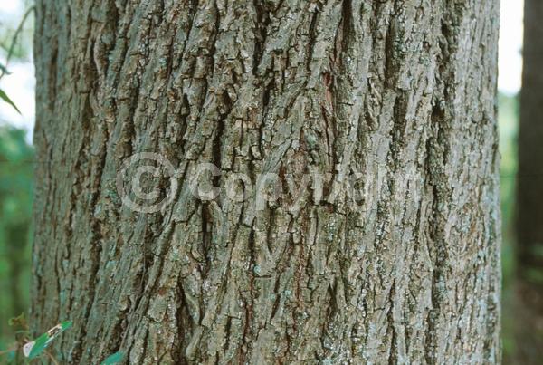 Yellow blooms; Deciduous; Broadleaf; North American Native