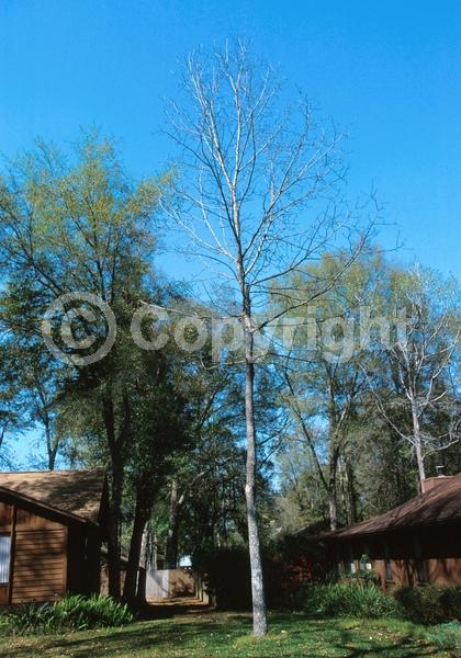 Yellow blooms; Deciduous; Broadleaf; North American Native