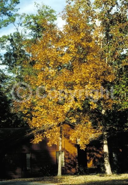 Yellow blooms; Deciduous; Broadleaf; North American Native