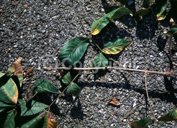 Yellow blooms; Deciduous; Broadleaf; North American Native