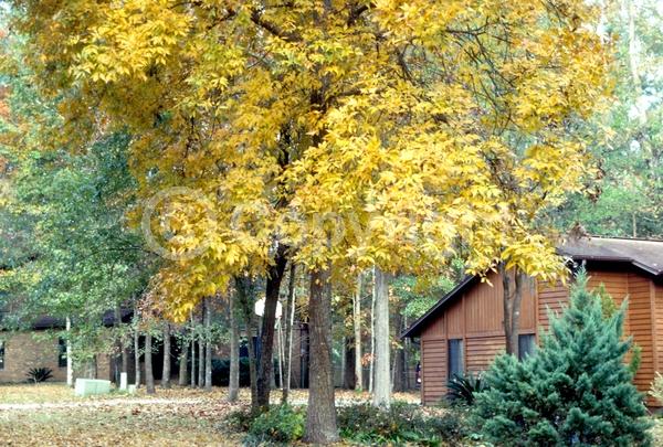 Yellow blooms; Deciduous; Broadleaf; North American Native