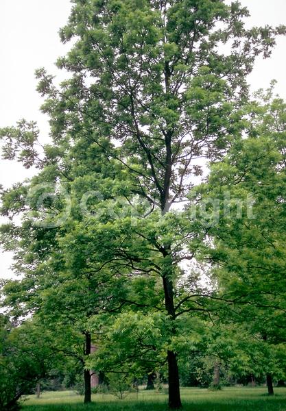 Yellow blooms; Deciduous; Broadleaf; North American Native