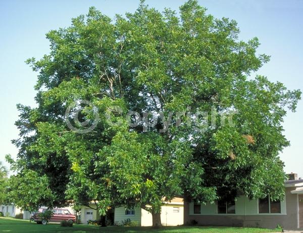 Yellow blooms; Deciduous; Broadleaf; North American Native