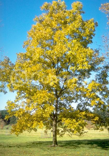 Yellow blooms; Deciduous; Broadleaf; North American Native