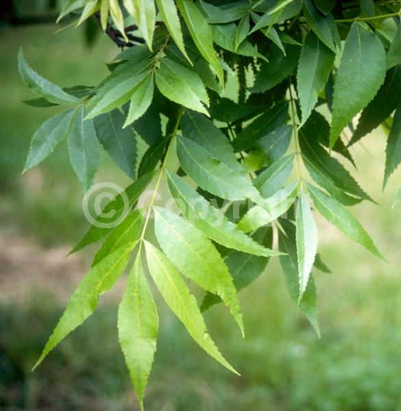 Yellow blooms; Deciduous; Broadleaf; North American Native